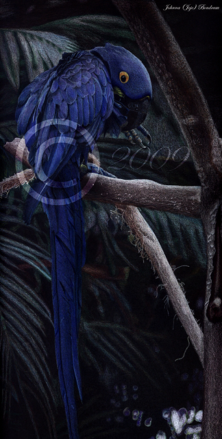 Tennessee Aquarium Blue McCaw