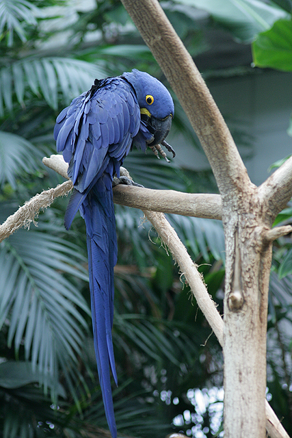 Chattanooga Aquarium McCaw