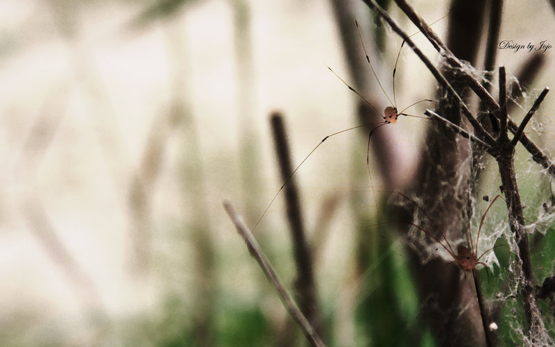 Day 3 - Spideys