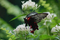 black butterfly