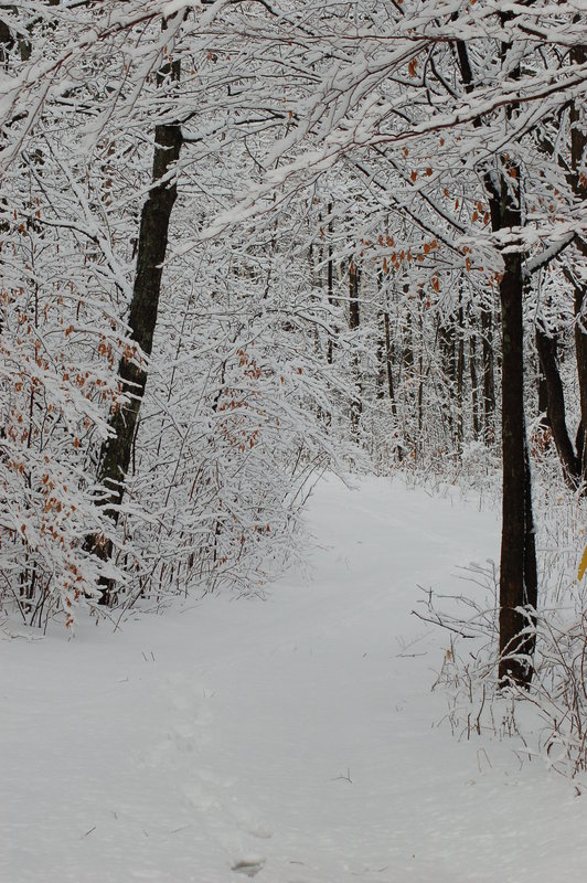 winterscape