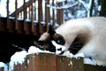 Snow Cat