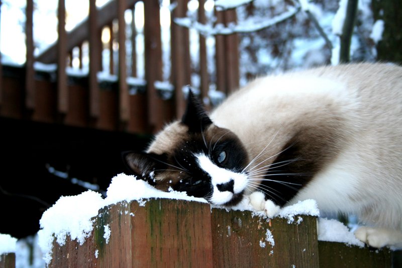 Snow Cat