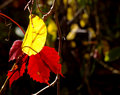 ' . substr('//images.dpchallenge.com/images_portfolio/70000-74999/70484/120/597918.jpg', strrpos('//images.dpchallenge.com/images_portfolio/70000-74999/70484/120/597918.jpg', '/') + 1) . '