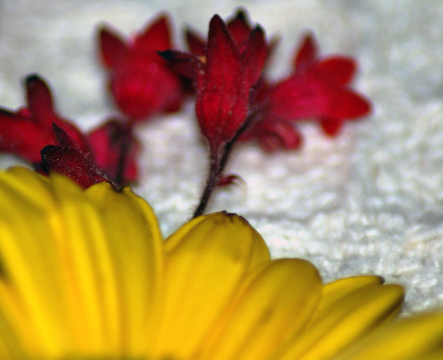 Day 3 ~ Flowers on my bed