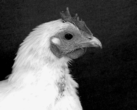 Day 8 Cropped