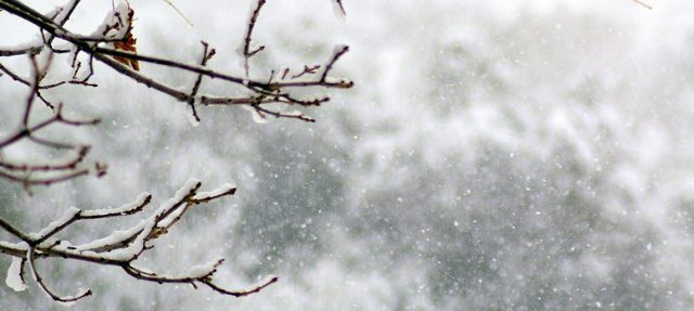 Snow on Branches