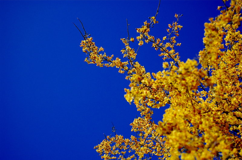 Day 3a ~ Blue and Yellow
