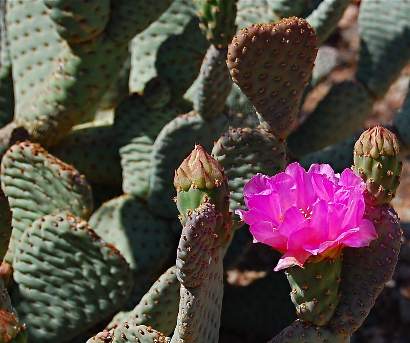 Day 6b ~ Splash of Desert Pink