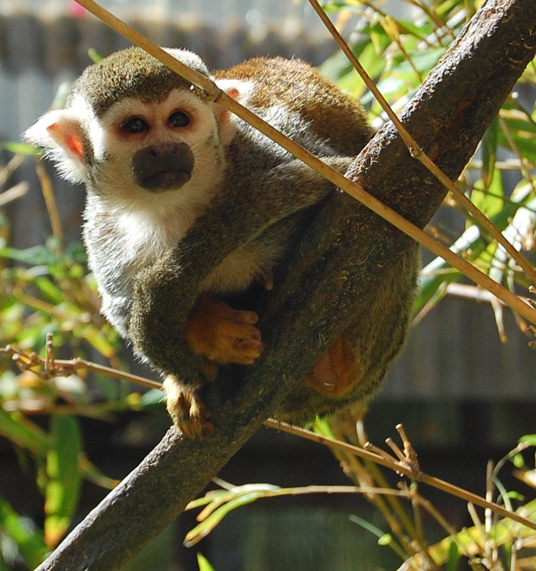 Squirrel Monkey