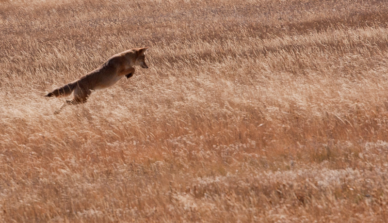 Coyote