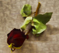 Rose 1