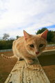 Curiosity Killed the Cat
