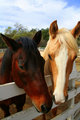 A Day at the Barn