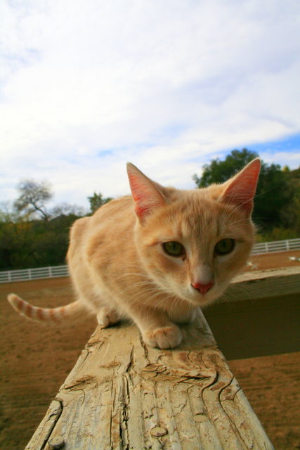 Curiosity Killed the Cat