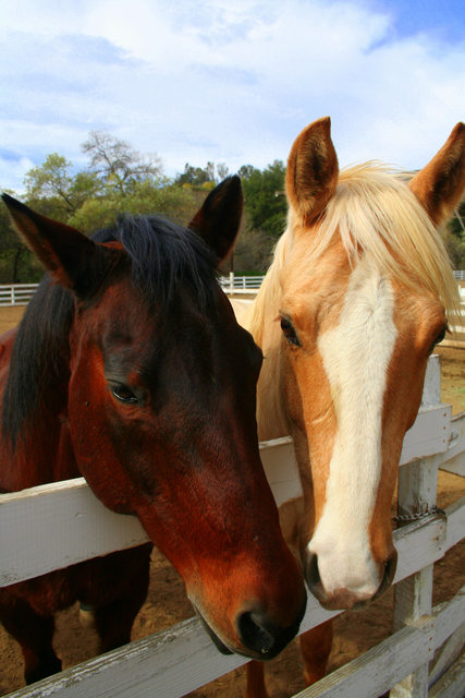 A Day at the Barn