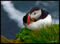 Puffin
