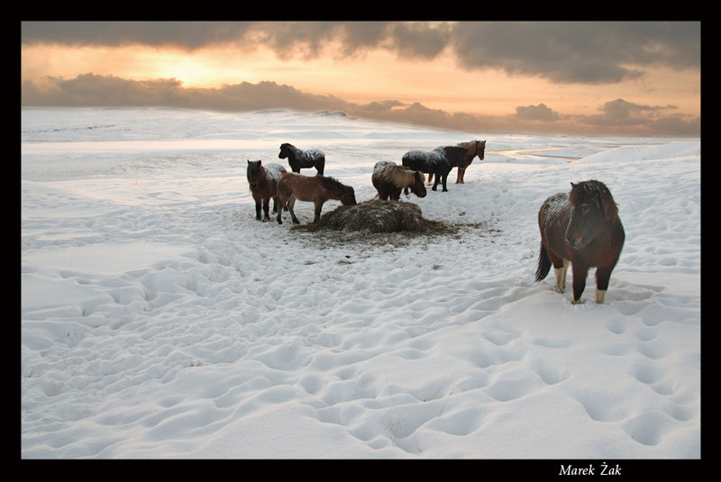 Horses