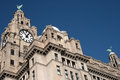 Day 10 - Liver Building