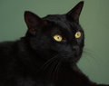 Orinoco