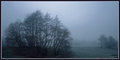 Fog