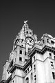Liver Bird 