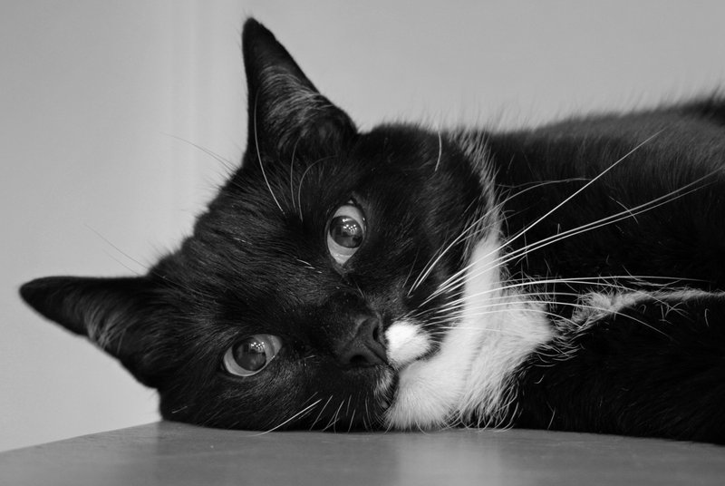 Douglas