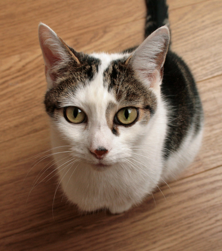 Hamish