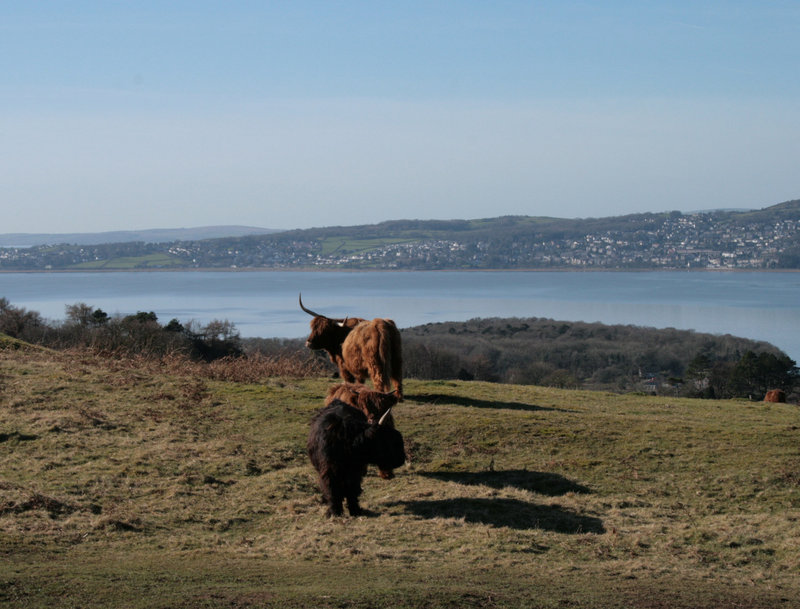 Day 25 - Highland cows