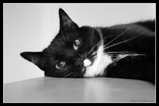 Dougie