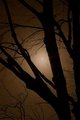 A Shadow and a Thought