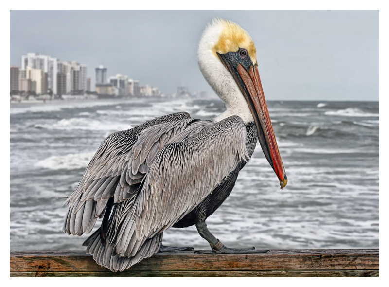 2xpelican.jpg