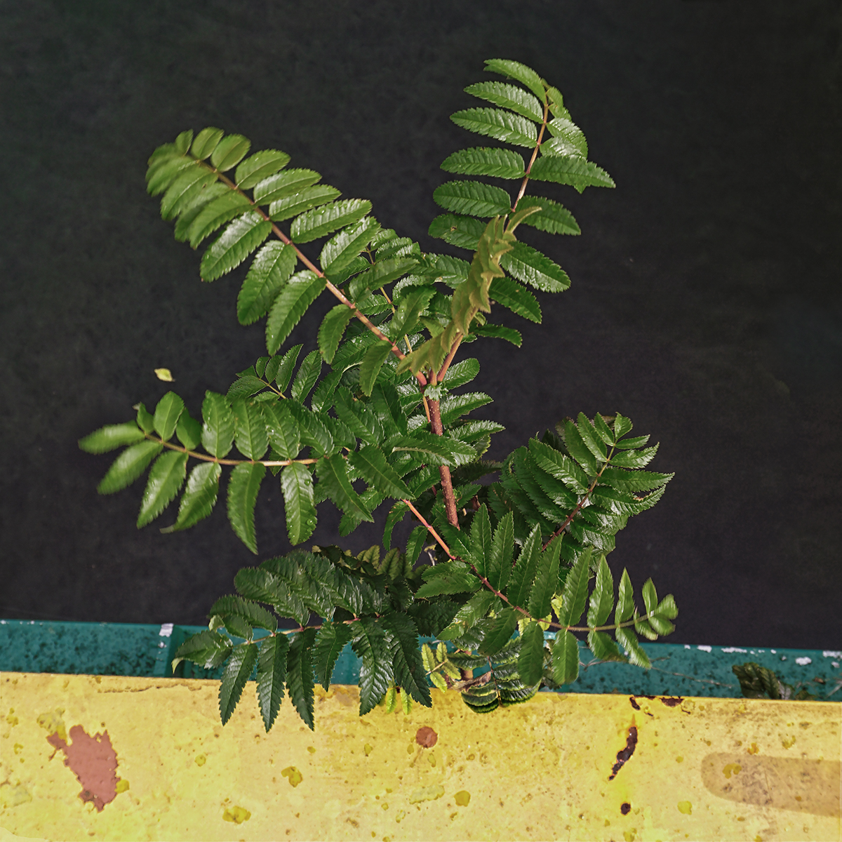 DSC00050