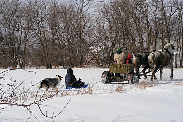 Horse & Sled-Day 17