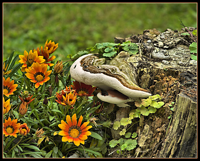 Flowers & Fungus