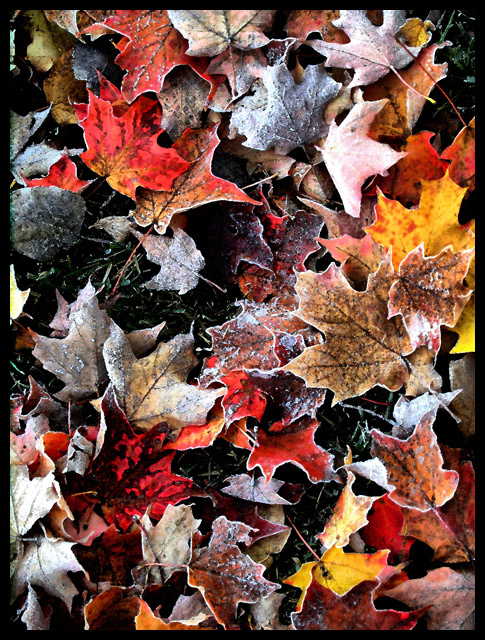 Frosted Leaves