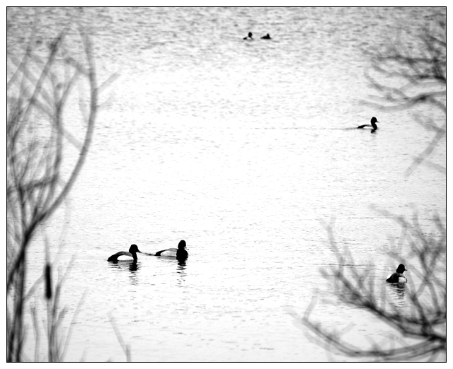 Ducks In A Pond