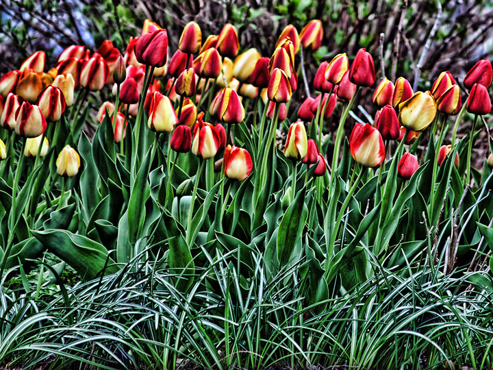 Tulips