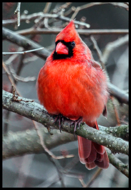 cardinal.jpg