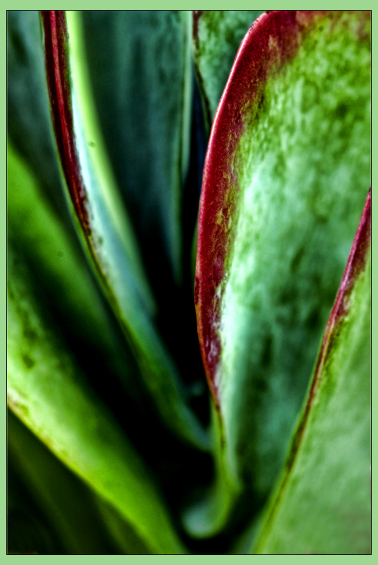 plant.jpg