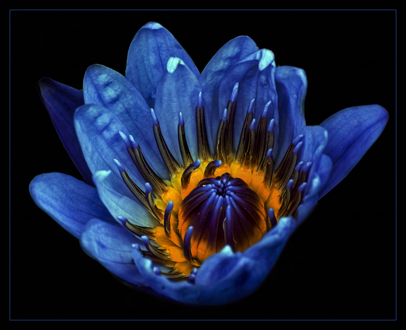 flower.jpg