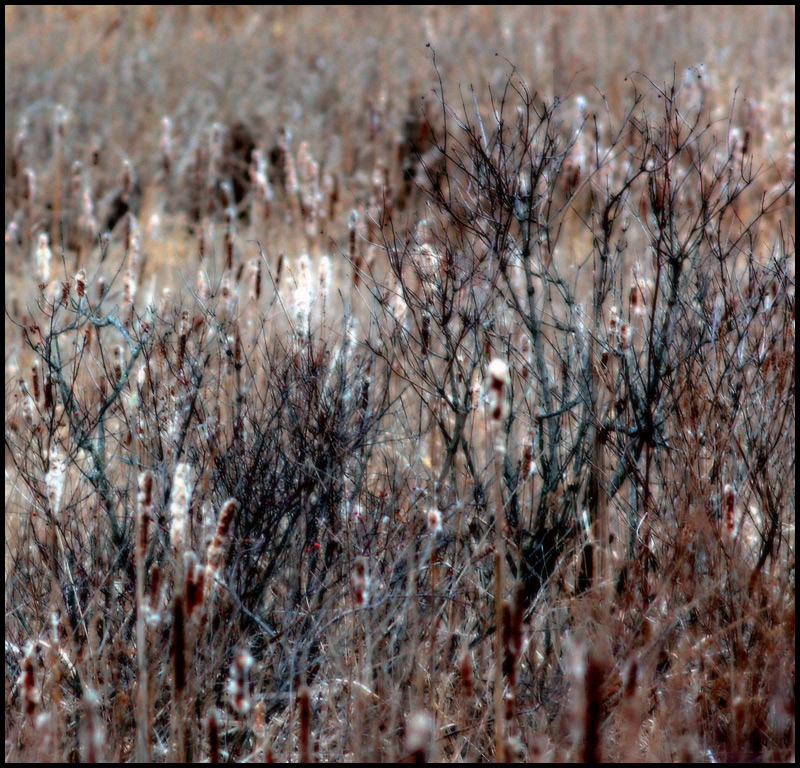 field.jpg