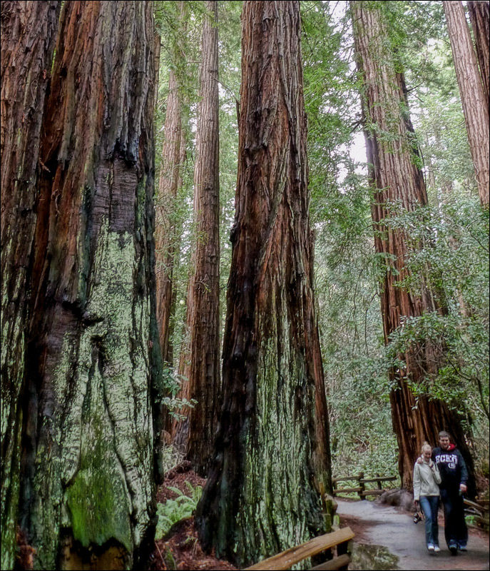 lovers-and-trees.jpg