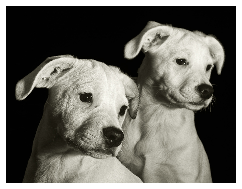 dogs.jpg