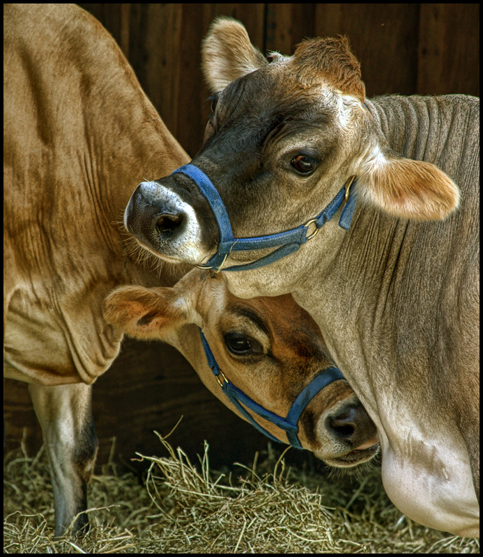 cows.jpg