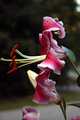 stargazer lilly.jpg