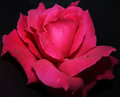 rose.jpg