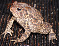 toad.jpg