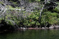 lake.jpg