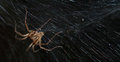 spider.jpg